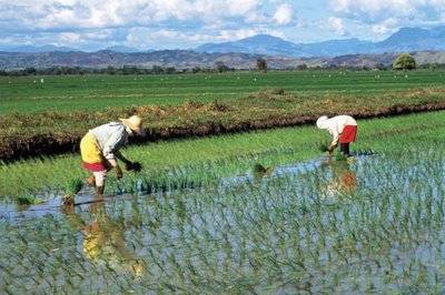 philippine_rice_field_gallery_display